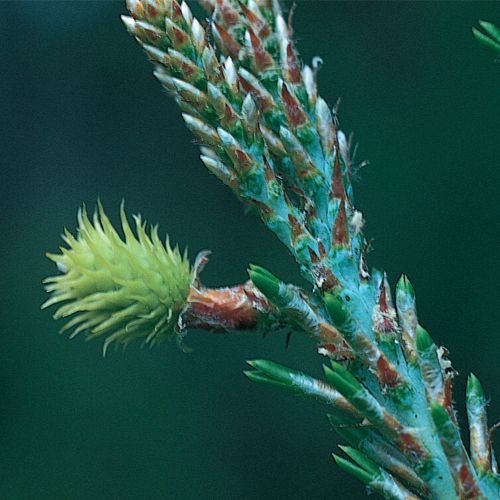 Preserved Botany & Supplies Carolina Biological Supply