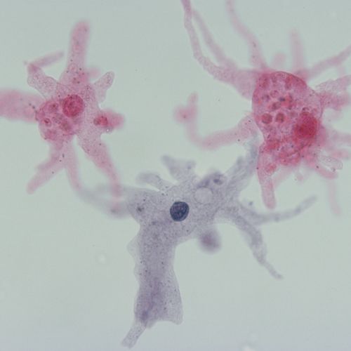 Protists Microscope Slides | Carolina Biological Supply