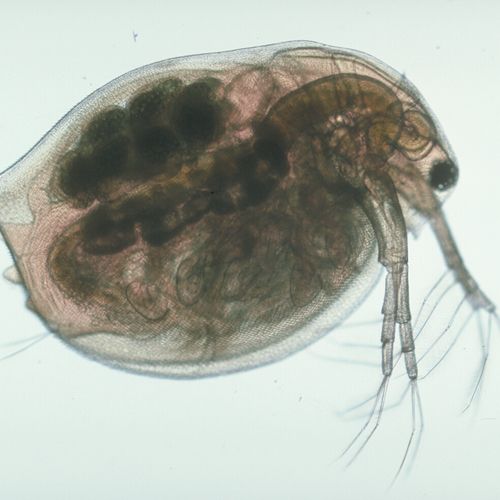 Microscope Slide Whole Mounts Carolina Biological Supply