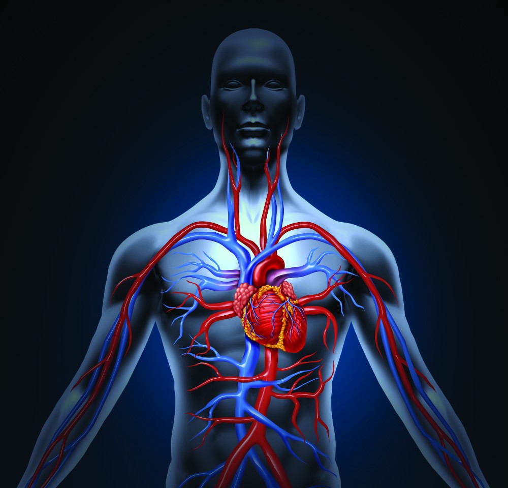 Virtual Support Anatomy & Physiology Kits Carolina Biological Supply