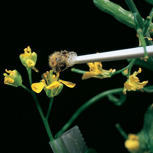 A bee stick us used to pollinate a Wisconsin Fast Plant.