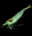 Care Guide: Algae-Eating Shrimp (Freshwater)