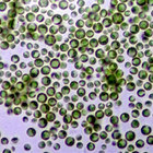 Heredity and Ecosystems: NGSS Activities for 3-D and Phenomena-Based Learning
