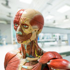 Anatomy and Physiology Safety Agreement