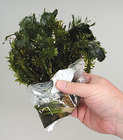 Living Organism Care Guide: Aquatic Plants