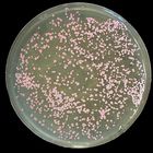 Archaea (Halobacterium)