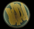 Bacteria and Media Reference Guide