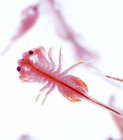 Care Guide: Brine Shrimp