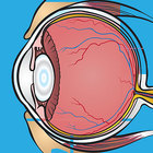 Cow Eye Dissection