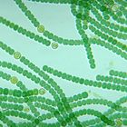 Cyanobacteria