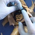 Dissection, the NGSS, and Three-Dimensional Instruction