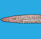Earthworm Dissection 