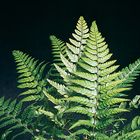 Fern & Fern Allies