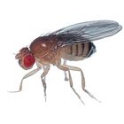 Flies (Drosophila & Sarcophaga)