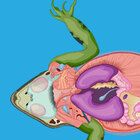 Frog Dissection
