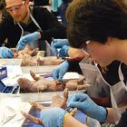 Dissection