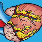 Heart Dissection