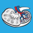 Mammalian Kidney Dissection 