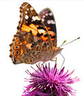 Care Guide: Painted Lady Butterfly