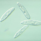 Care Guide Protists