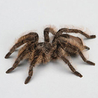 Care Guide Tarantula