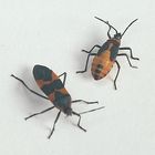 Milkweed Bugs