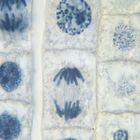 Mitosis & Meiosis Slides