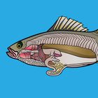 Perch Dissection