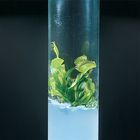 Plant Tissue Culture 