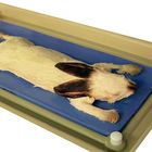 Preserved Animals (Mammals) | Carolina.com