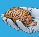 Sheep Brain Dissection