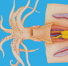 Squid Dissection