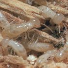 Termites