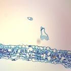 Techniques for Bacteriophage Cultures