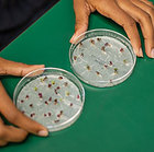 Using Fast Plants® to Teach LS3: Heredity: Inheritance and Variation of Traits
