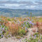 Succession On Mount St Helens