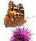 Care Guide Painted Lady Butterfly