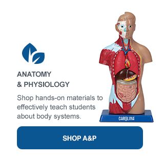 Anatomy and Physiology