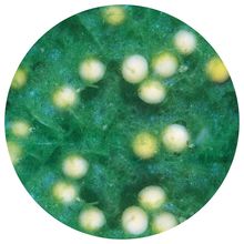 Sponge Rilla Spongilla, Living | Carolina Biological Supply