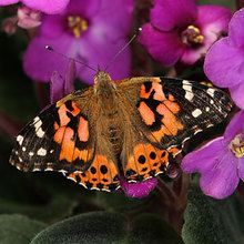 Painted Lady Butterfly Life Stages, Adult, Living | Carolina Painted Lady Butterfly Life Stages, Adult, Living | Carolina