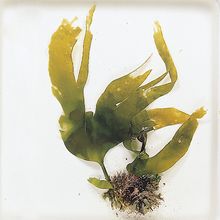 Ascophyllum, Living Seaweed | Carolina Biological Supply