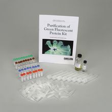 the new biological tool of green flourescent protein purification the new biological tool of green flourescent protein purification