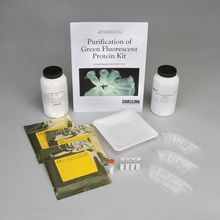 the new biological tool of green flourescent protein purification the new biological tool of green flourescent protein purification