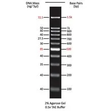 Smartladder Molecular Weight Marker, 100 bp, 50 µL | Carolina Biological Supply
