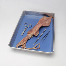 Carolina's Perfect Solution® Squid, 8–12