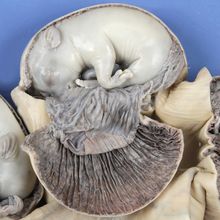 Formalin Pregnant Pig Uterus Plain Pail Carolina Com