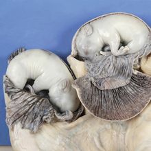 Formalin Pregnant Pig Uterus Plain Pail Carolina Com