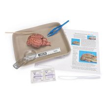 thumbnail image 2 of S Young Scientist Earthworm Dissection Kit 2 of 12