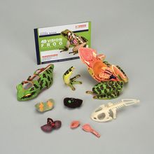4D Vision™ Frog Anatomy Model | Carolina Biological Supply