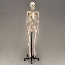 Altay® Economy Plastic Human Skeleton | Carolina Biological Supply